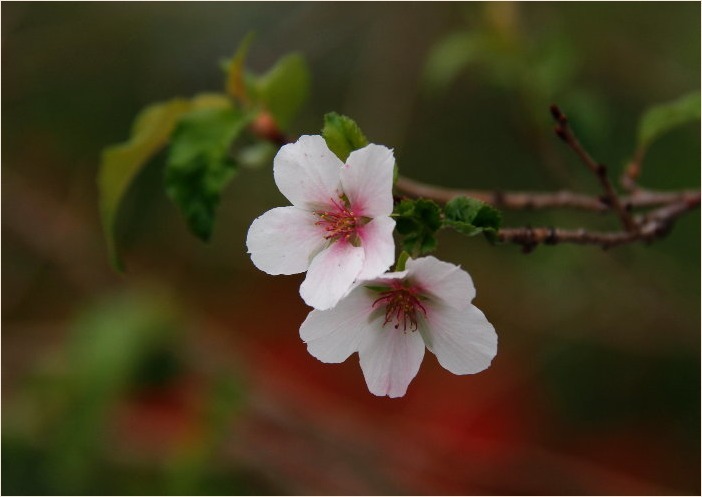 ☆　咲きはじめた四季桜　☆_f0181173_19380168.jpg