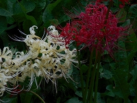 f0222378_930960.jpg