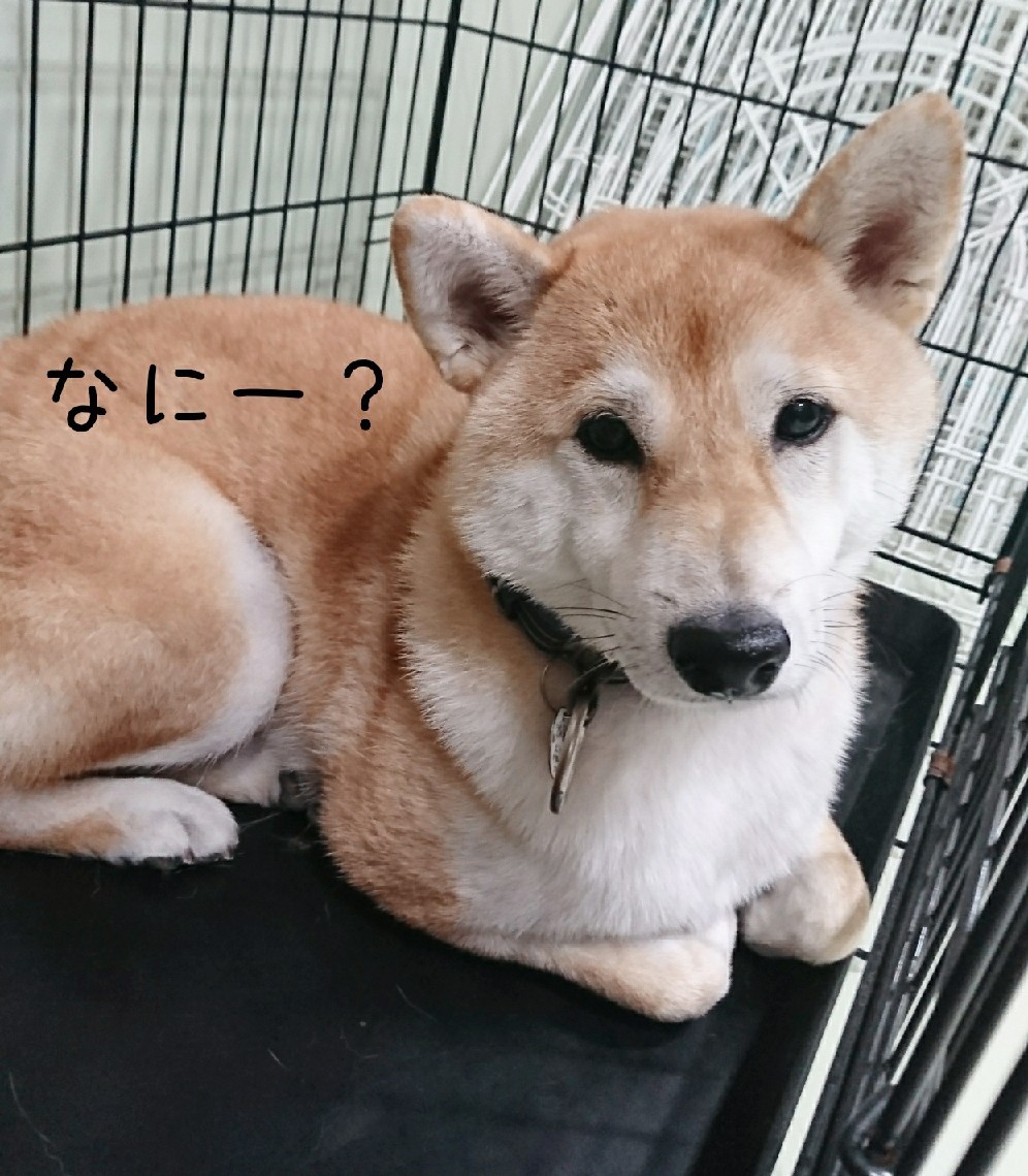 広島東洋カープセ・リ..._f0357682_21572684.jpg