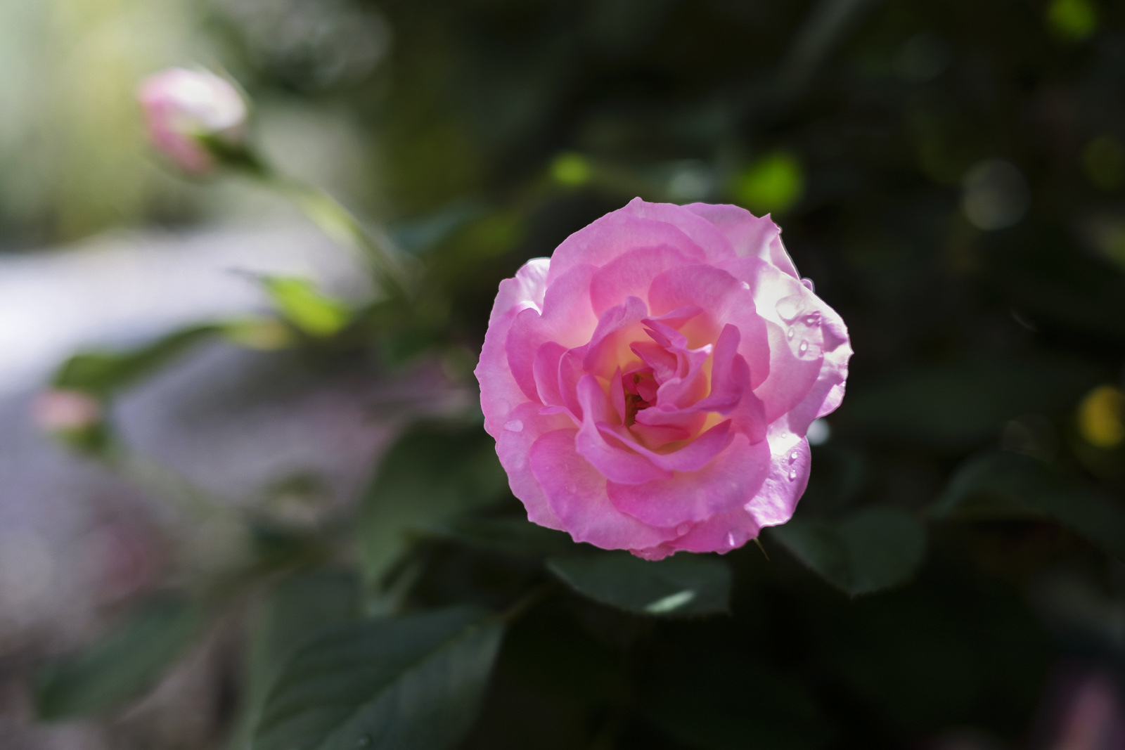 晴れた日に花の写真を撮らない理由_e0367501_11001511.jpg
