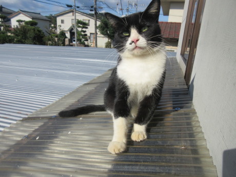 炉開き咲く・ダンドク実になる・今朝のくー猫_a0203003_19530900.jpg