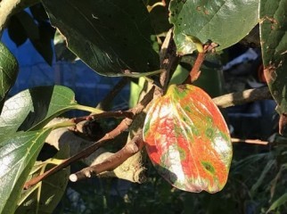 台風の度　打たれ強くなった野菜_a0346704_10053960.jpg