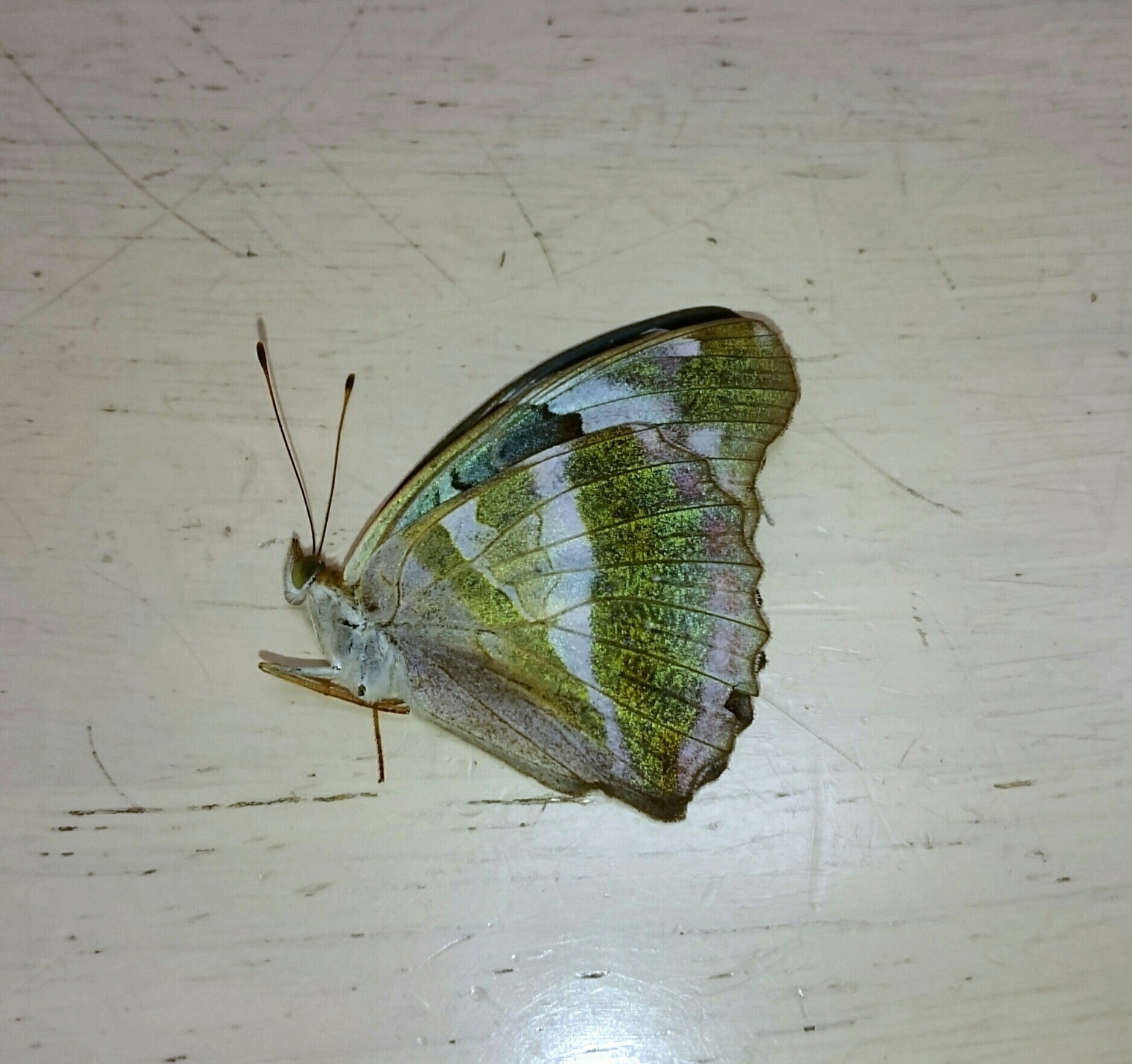 a0361610_14270032.jpg
