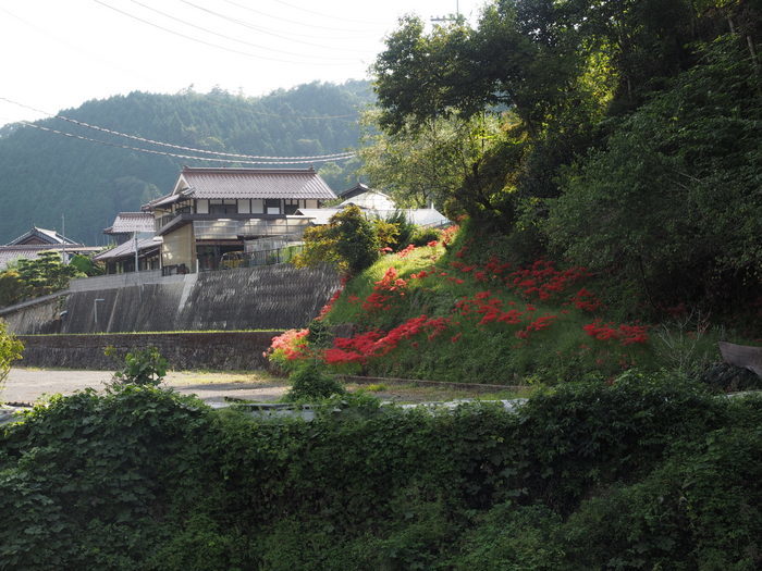 彼岸花_c0116915_00114878.jpg