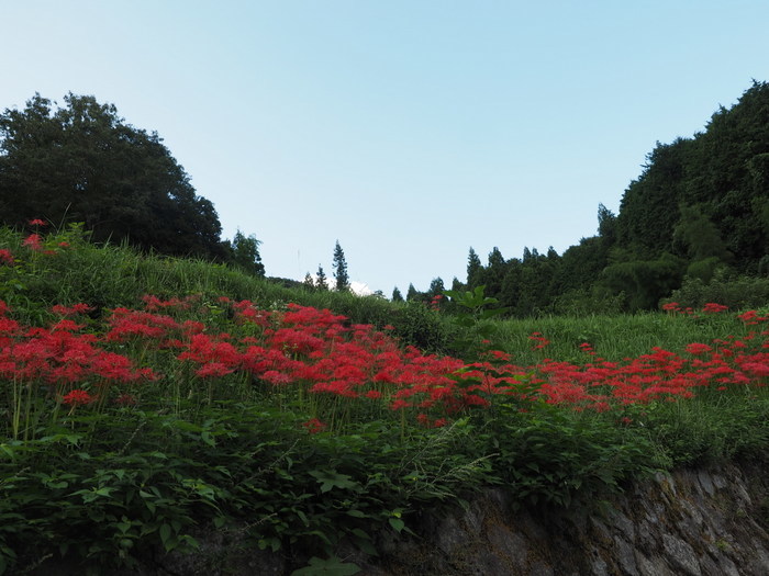 彼岸花_c0116915_00122625.jpg