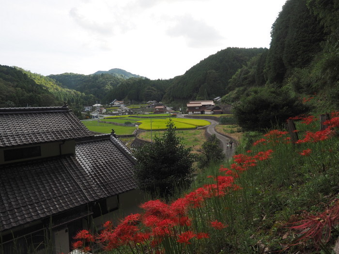 彼岸花_c0116915_00165339.jpg