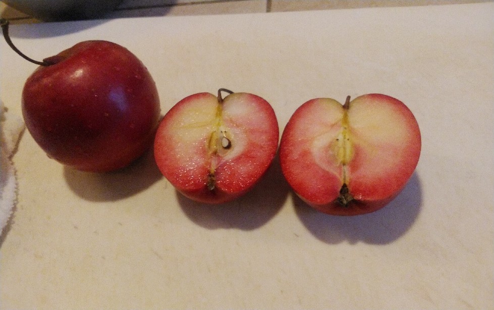 赤いリンゴと鹿_f0039117_22252277.jpg