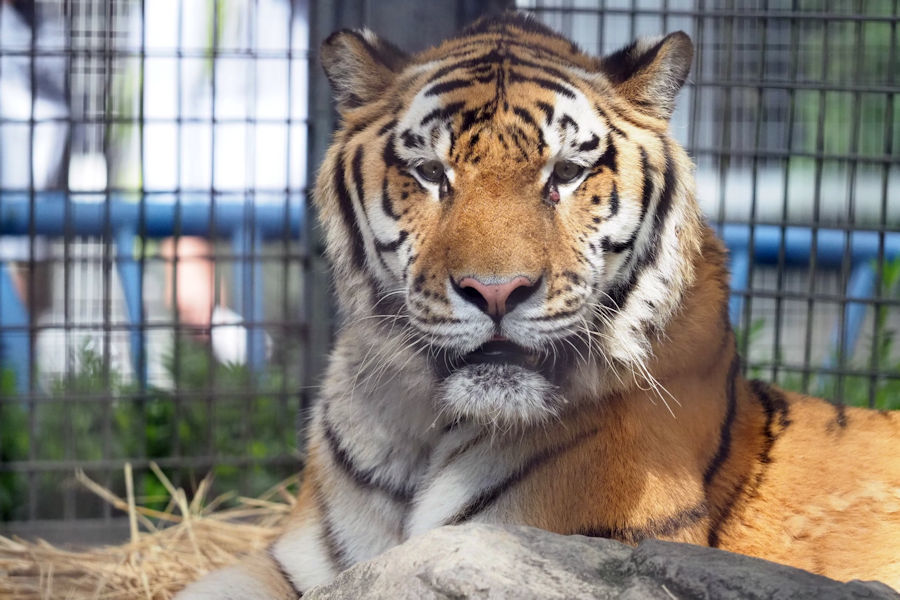 リング」と「ミライ」 : 動物園放浪記 リング」と「ミライ」 : 動物園放浪記