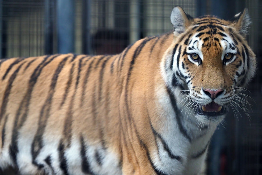 リング」と「ミライ」 : 動物園放浪記 リング」と「ミライ」 : 動物園放浪記
