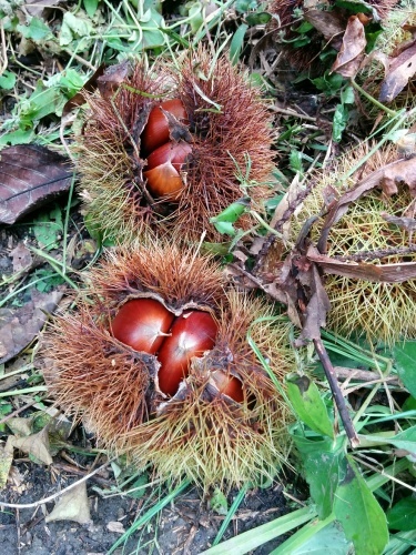 e0085133_11010690.jpg