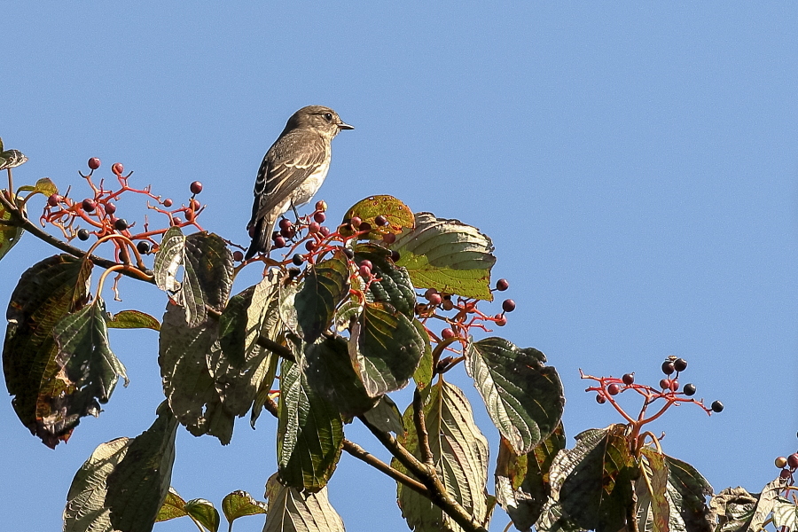 渡りの季節の野鳥_d0377637_22044051.jpg