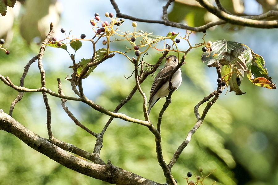 渡りの季節の野鳥_d0377637_22050750.jpg