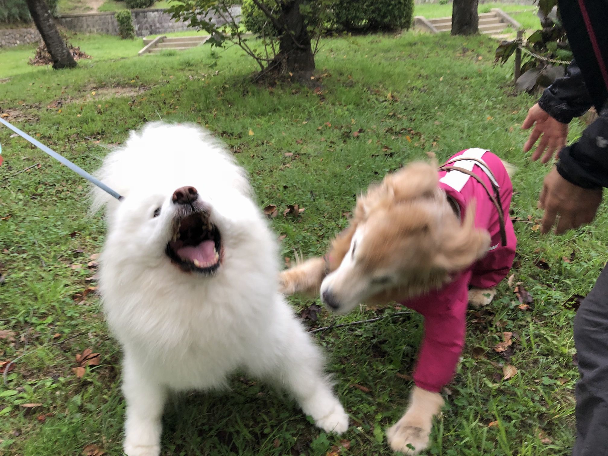 ようやく暑さも一段落_f0128542_01171901.jpg