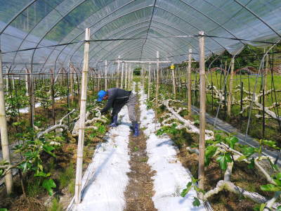 甘熟いちじく 平成30年度の出荷は残り2回!定数になり次第終了します!ご注文はお急ぎ下さい!_a0254656_18242732.jpg