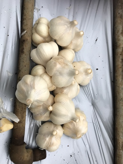 故郷で入手したキャベツ、ブロッコリー、ニンニク植え付け9・26_c0014967_18371083.jpg