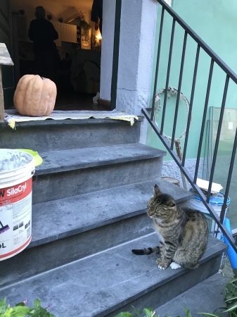 ミーちゃんの本名_a0136671_02490943.jpeg