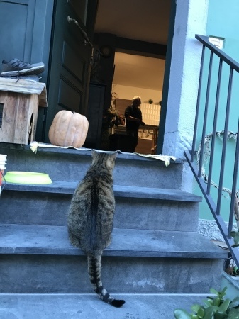 ミーちゃんの本名_a0136671_02493988.jpeg
