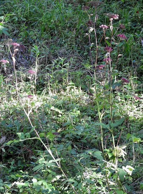 f0378979_21490161.jpg