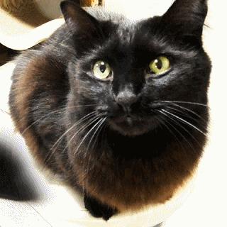 a0308381_17160523.gif