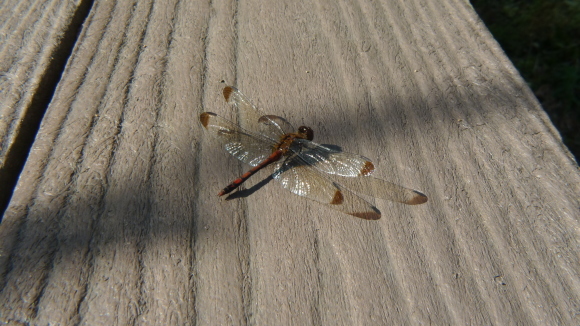 c0212083_17231543.jpg