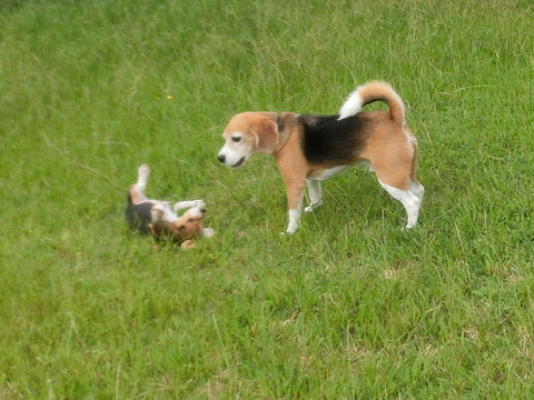a0319693_6244443.jpg
