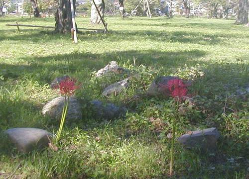 ●悲願の花_d0053294_00160276.jpg