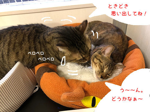 d0071596_21343496.jpg