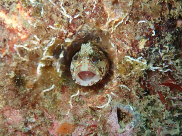 e0115199_14362492.jpg