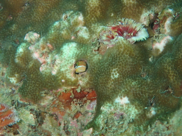 e0115199_14364493.jpg