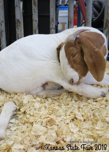 Kansas State Fair 2018の思い出 その3（大型動物）_b0253205_05170927.jpg