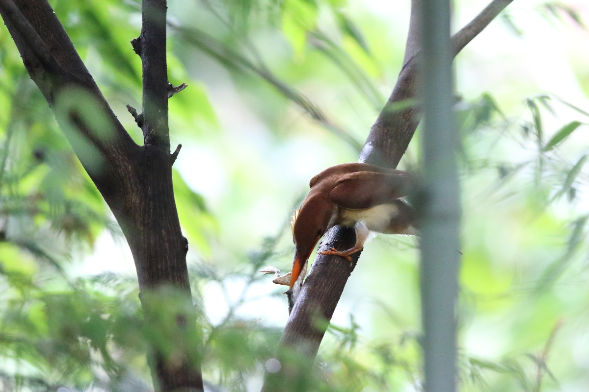 アカショウビン(幼鳥) Ⅲ 朝食は逆光で枝被り_f0369315_23352330.jpg