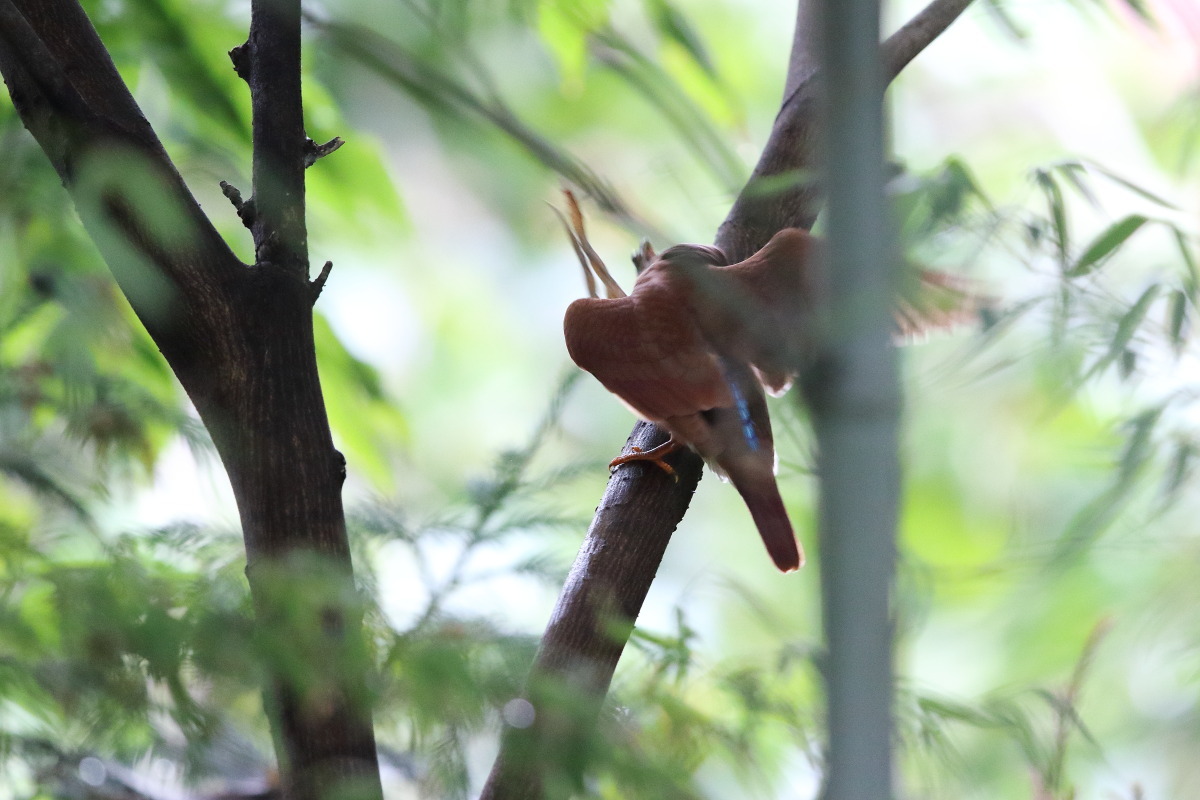 アカショウビン(幼鳥) Ⅲ 朝食は逆光で枝被り_f0369315_23352350.jpg