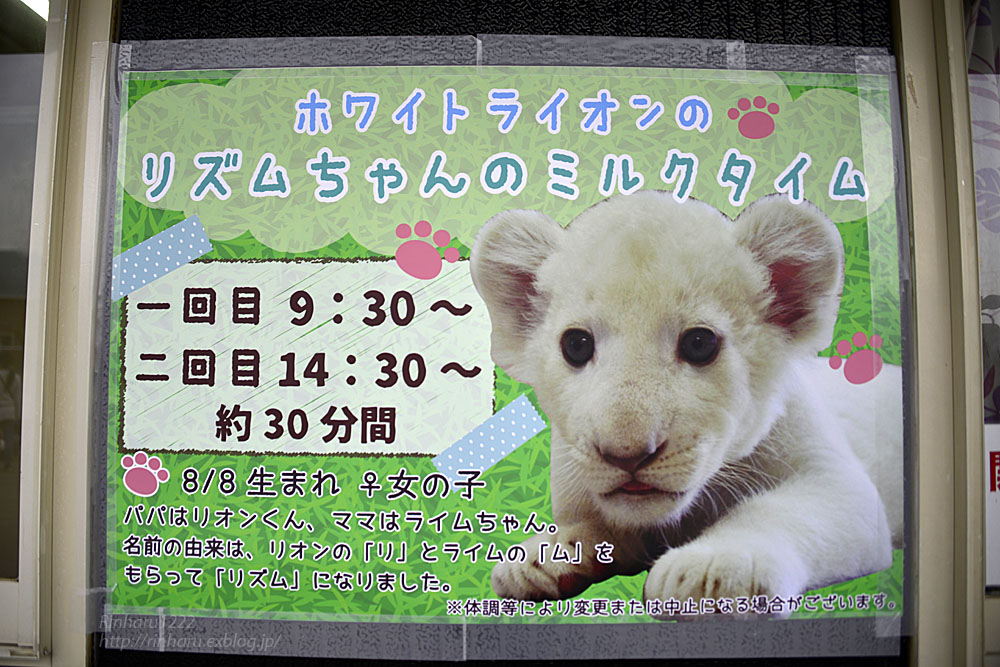 18 9 29 東北サファリパーク ホワイトライオンのリズムちゃん White Lion Baby 青空に浮かぶ月を眺めながら