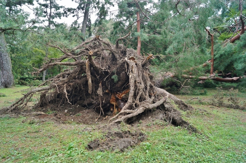 また直撃ですか？　台風24号_b0063958_06533292.jpg