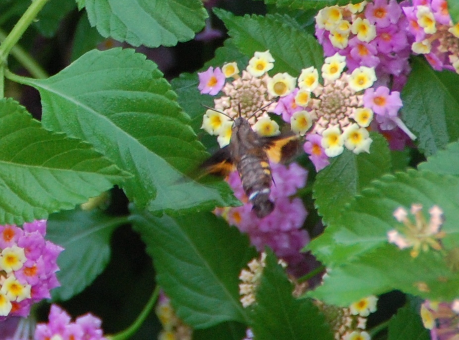 c0108460_13045602.jpg