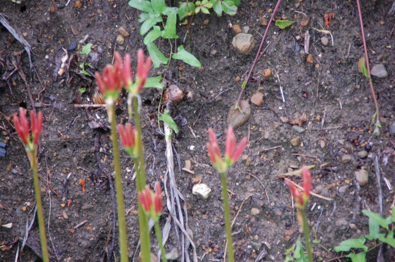 c0108460_13074702.jpg