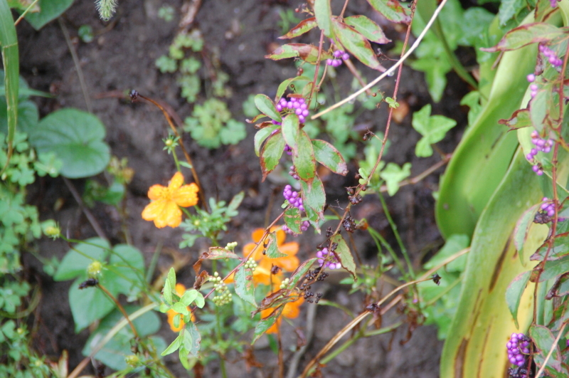 c0108460_13074840.jpg