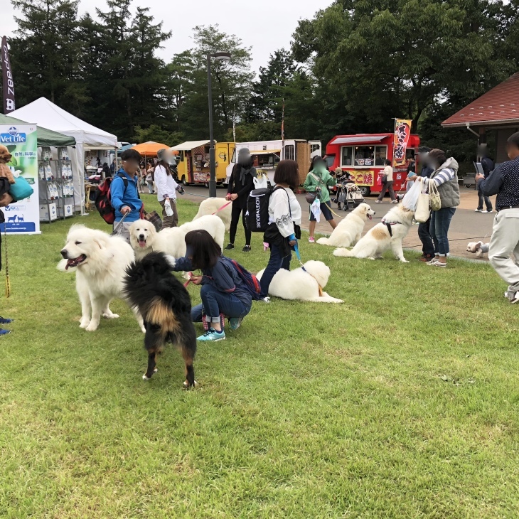 みちのく公園ドックフェスティバル（その１）_f0363961_14174544.jpeg