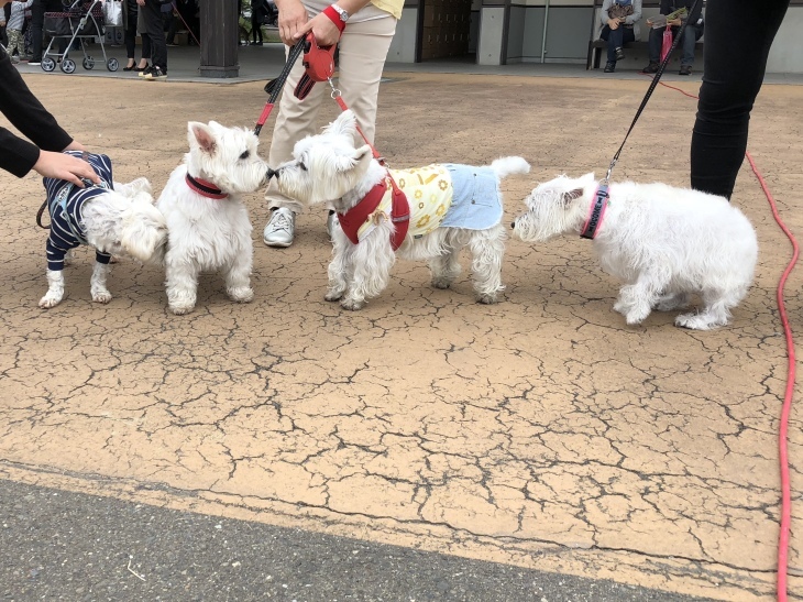 f0363961_14182129.jpeg