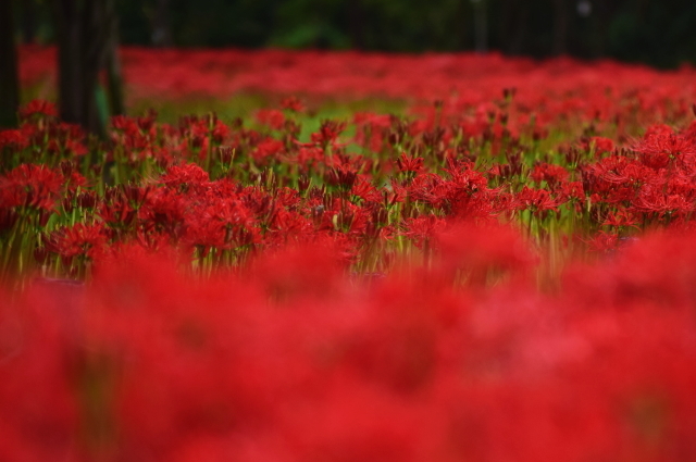 葉見ず花見ず～タカの渡り_d0377780_17414616.jpg