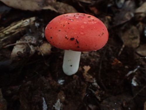 f0348480_17042546.jpg