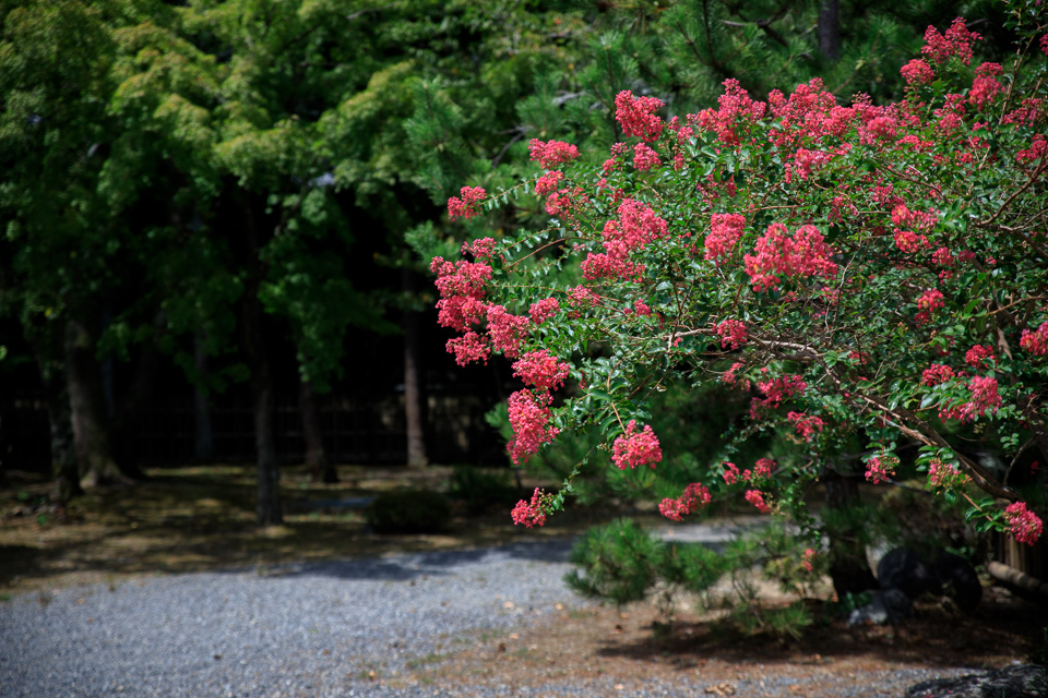 百日紅！　　～大覚寺～_b0128581_21032517.jpg