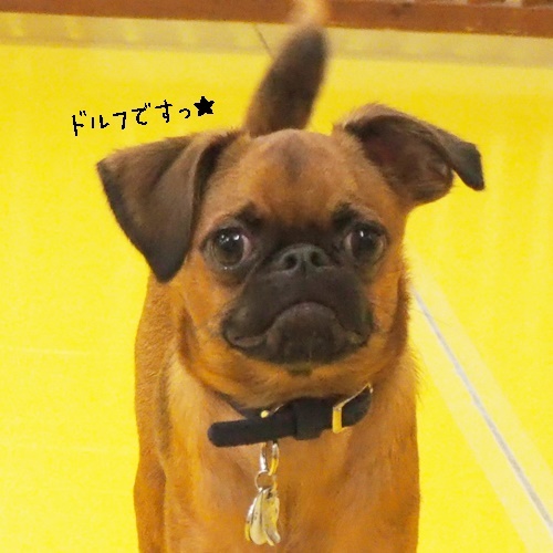 またしても雨(*_*;_f0357682_16183988.jpg