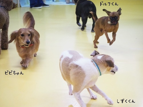 またしても雨(*_*;_f0357682_16254834.jpg