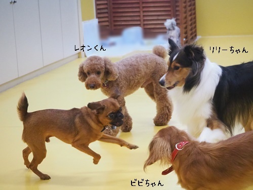 またしても雨(*_*;_f0357682_16274923.jpg