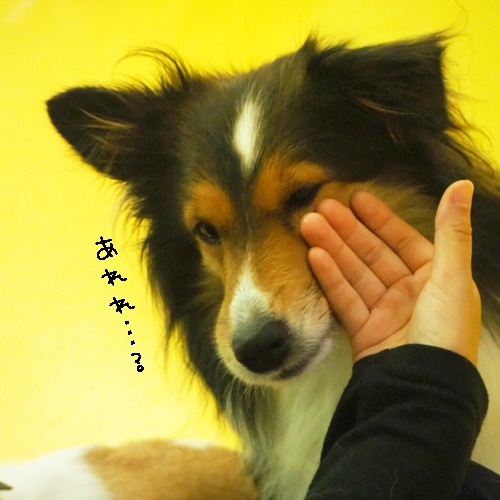 またしても雨(*_*;_f0357682_16420328.jpg