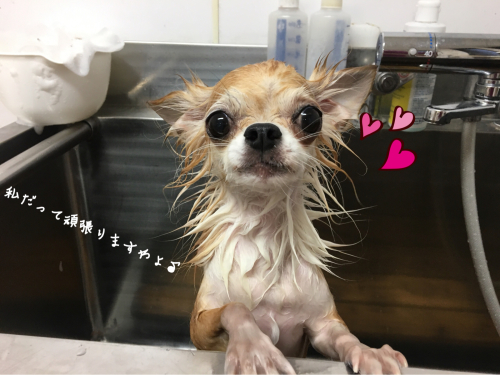 トリミングブログ_f0357682_17195030.jpg