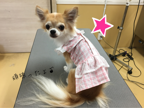 トリミングブログ_f0357682_17200753.jpg