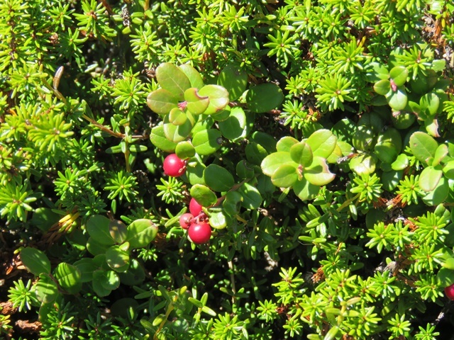 f0357487_21390882.jpg