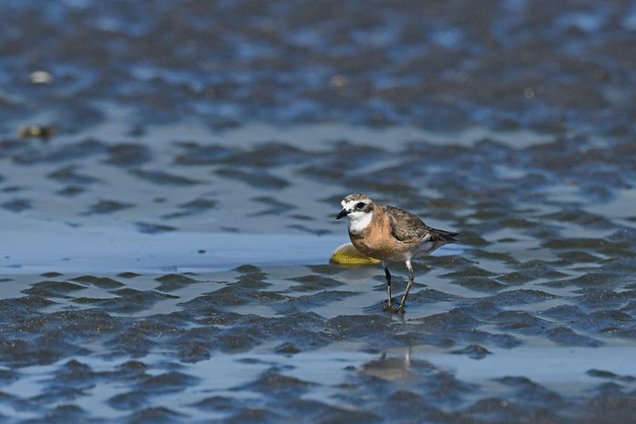 浜辺の鳥さん　＜三趾鷸・目大千鳥＞_e0248688_17591318.gif